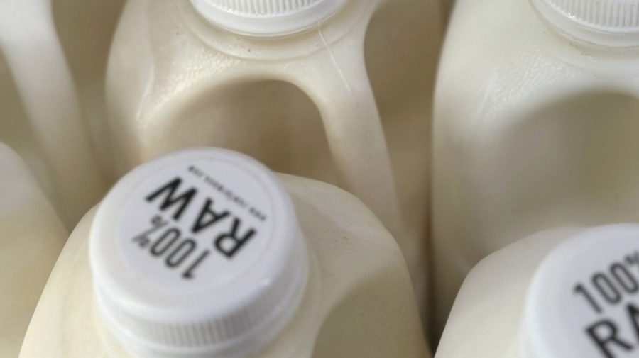Bird flu can live in raw milk for more than a week, study finds