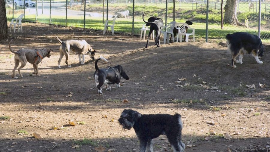 Dogs could help predict spread of Valley fever in humans: Study