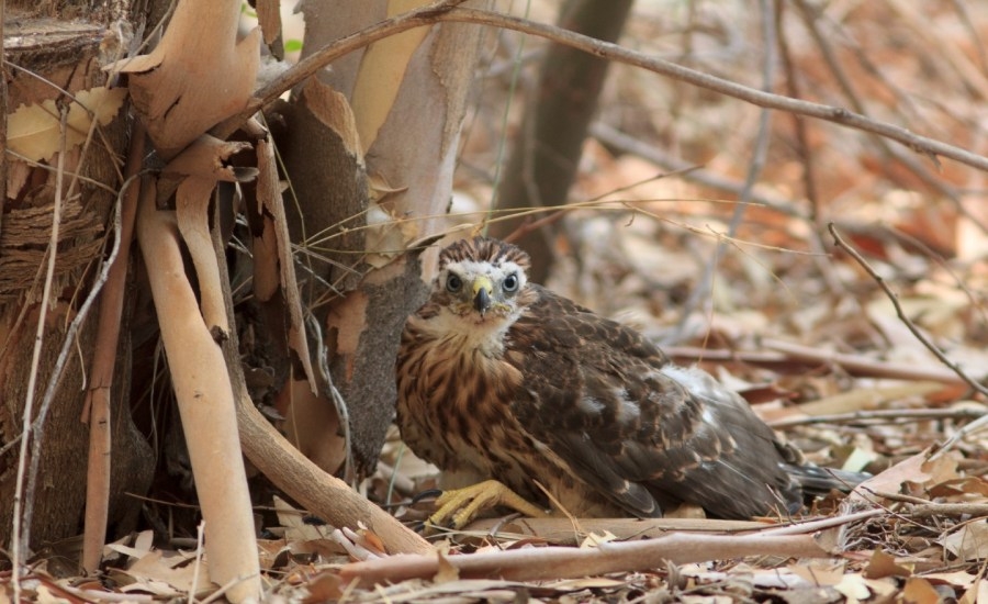 Urban hawks may use traffic lights to ambush prey, study finds