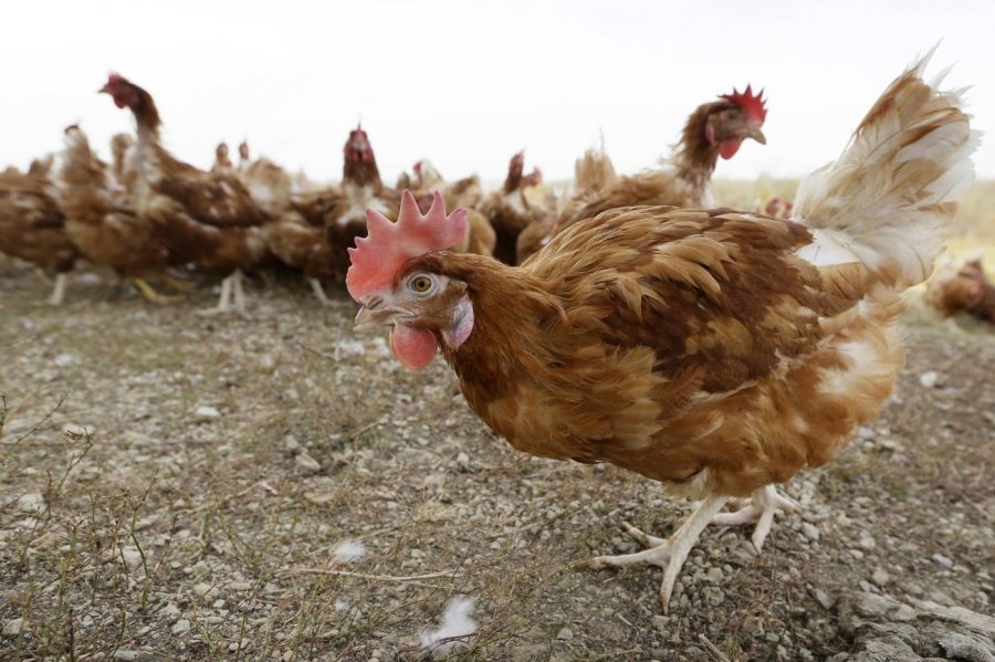 Mississippi reports first outbreak of highly pathogenic bird flu strain in US since 2017