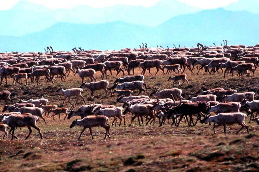 Opinion - Stop gambling taxpayer dollars on Arctic drilling delusions