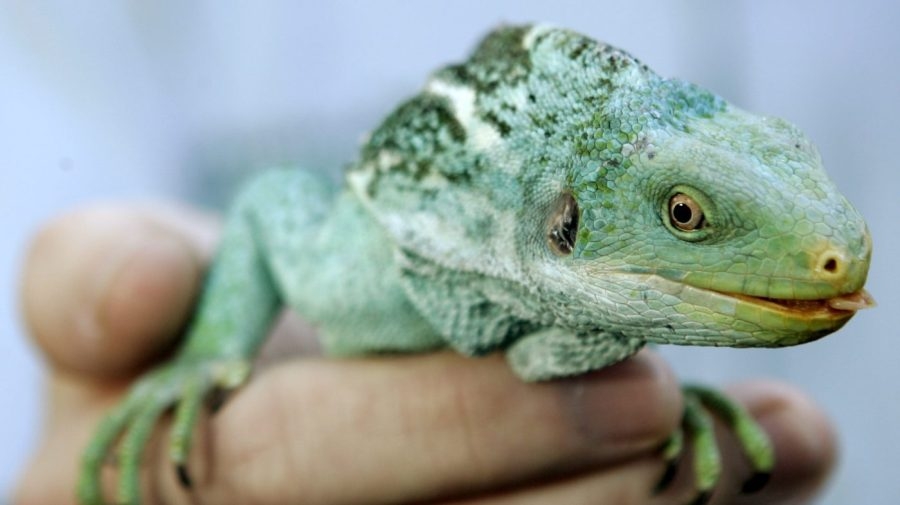 North American iguanas rafted 5,000 miles to colonize Fiji: Study