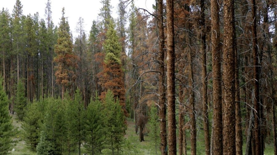 Insects are devouring Colorado's trees, thanks to climate change: Report