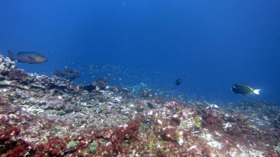 ‘Ticking time bomb': Ocean acidity crosses vital threshold, study finds