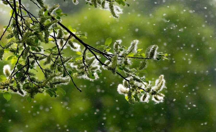 Pollen expected to surpass historical averages in 39 states this year: Report