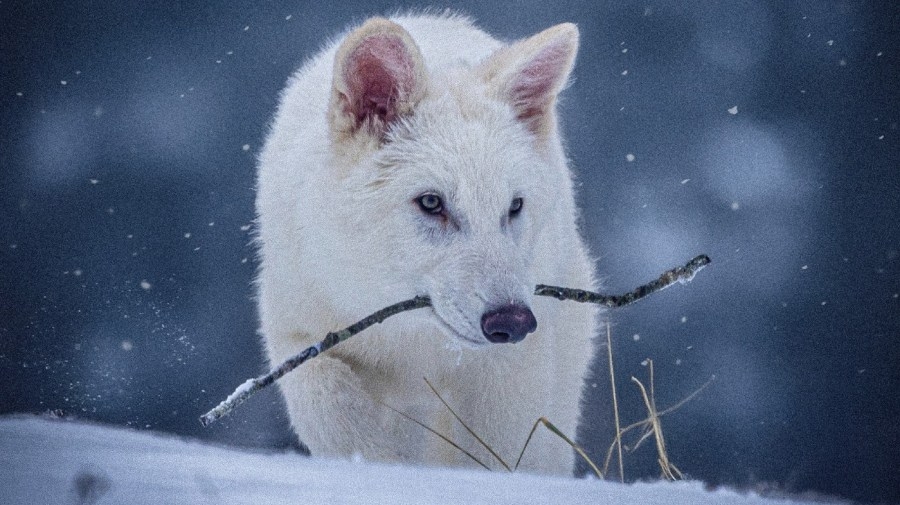 Opinion - Endangered species deserve a home, too