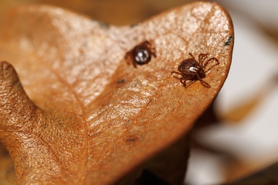 Invasive tick that can be deadly for cattle causing concerns among researchers