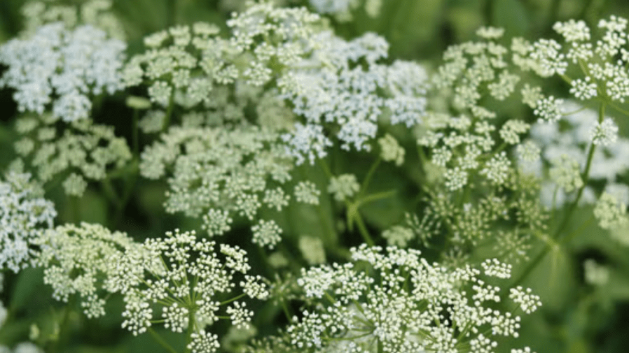 This ‘highly toxic' plant is spreading around US: Here's how to get rid of it