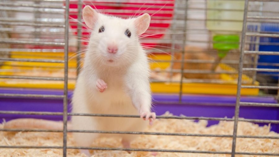 Opinion - The NIH delivers a major victory for animal ethics in science