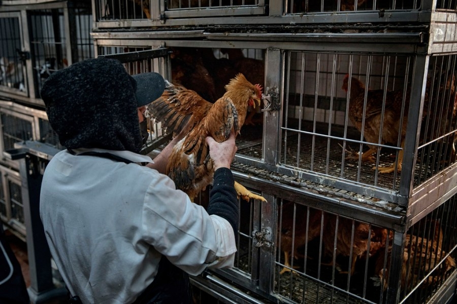 Opinion - In protecting chickens, we protect ourselves from future bird flu outbreaks