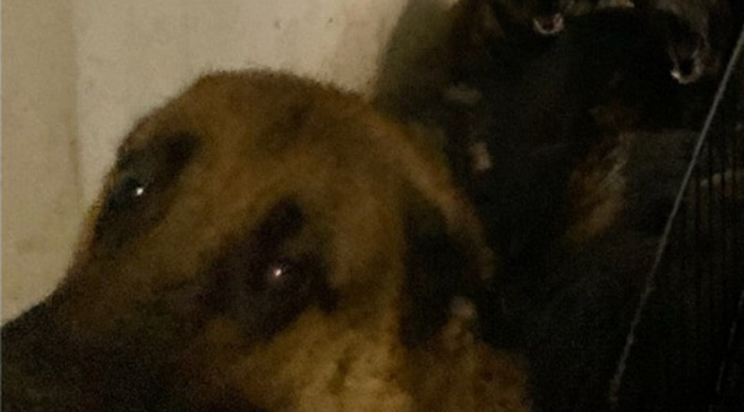 40 Dogs Rescued From NYC Apartment Were Found 'Inside Closets And Cupboards'