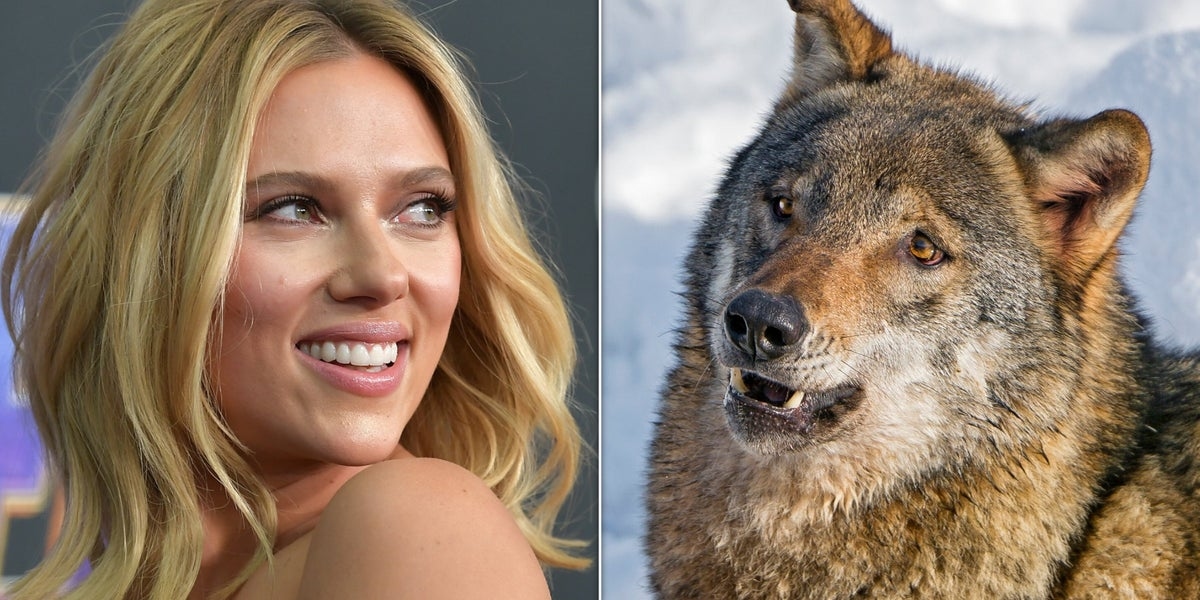 The USDA Is Using Scarlett Johansson And Adam Driver To Scare Off Wolves