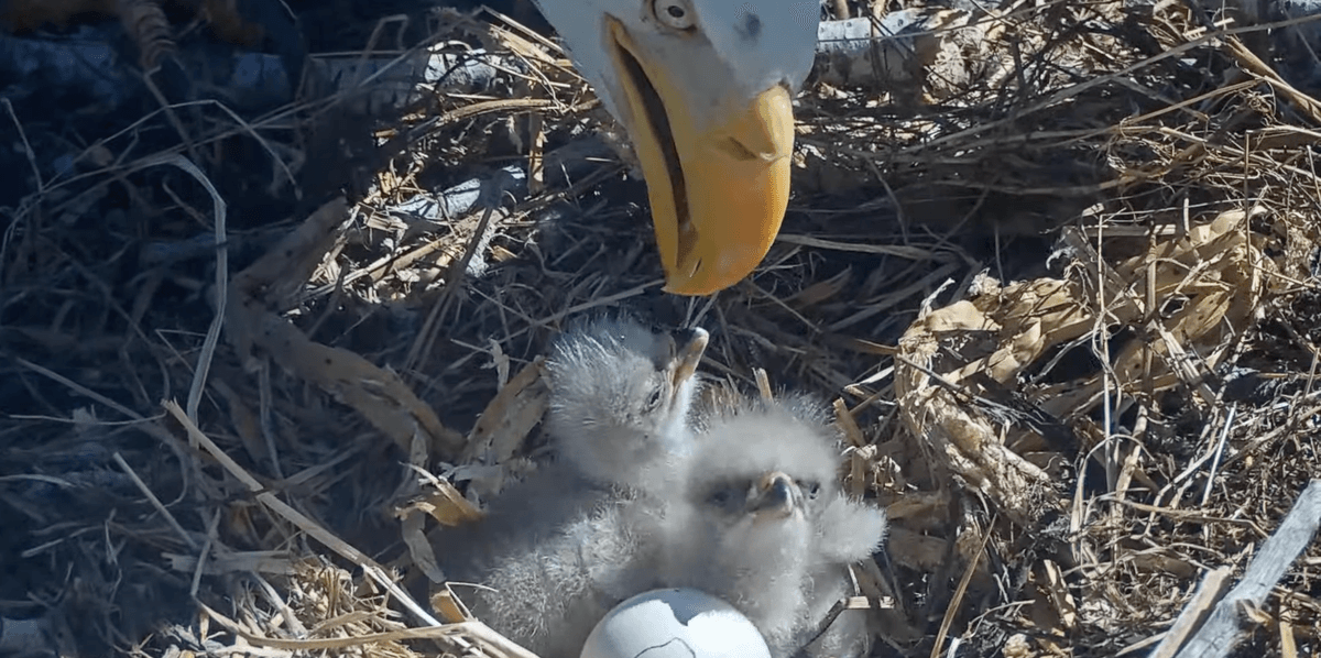 Bald Eagle Couple Who Struggled To Hatch Chicks Last Year Welcome New Hatchlings