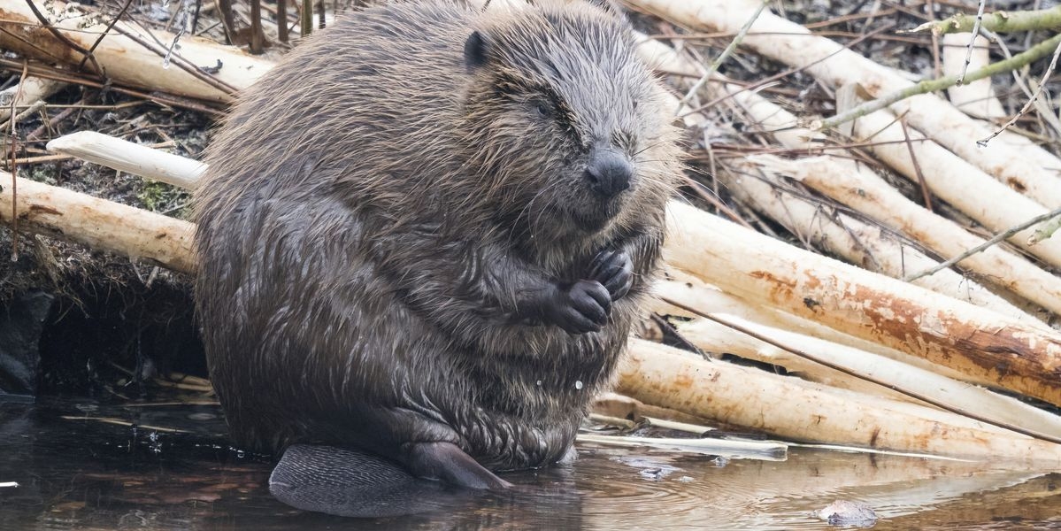 Pricey Dam Project 7 Years In The Making Finished By Beavers For Free