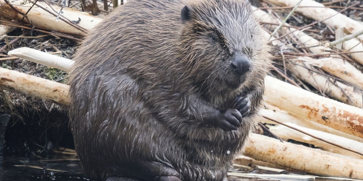 Pricey Dam Project 7 Years In The Making Finished By Beavers For Free