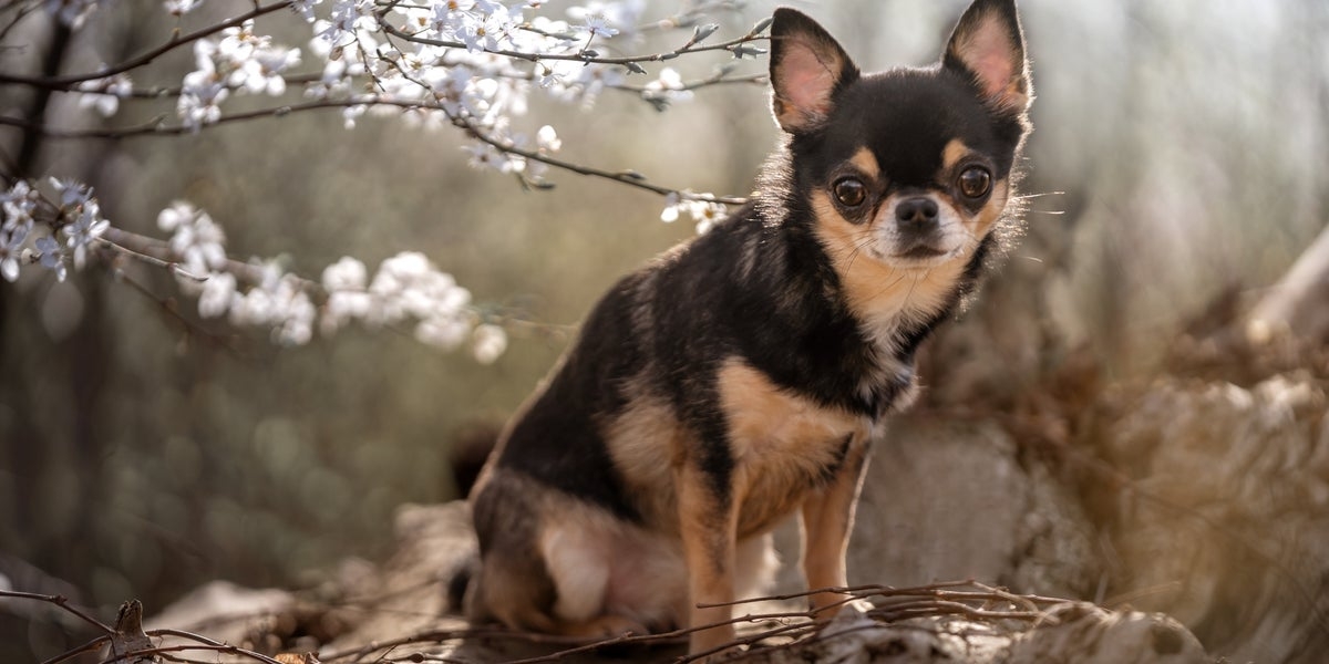 Man Busted For Animal Cruelty So Extreme That Cop Said He Had To Gather Himself