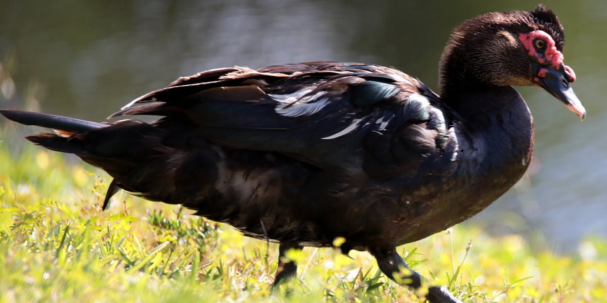 'Finally We Got Him!': 'Punk' Duck Nabbed After Terrorizing Florida Community