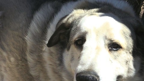 Toddler Who Wandered Miles From Home And Spent Night In Desert Saved By Very Good Dog