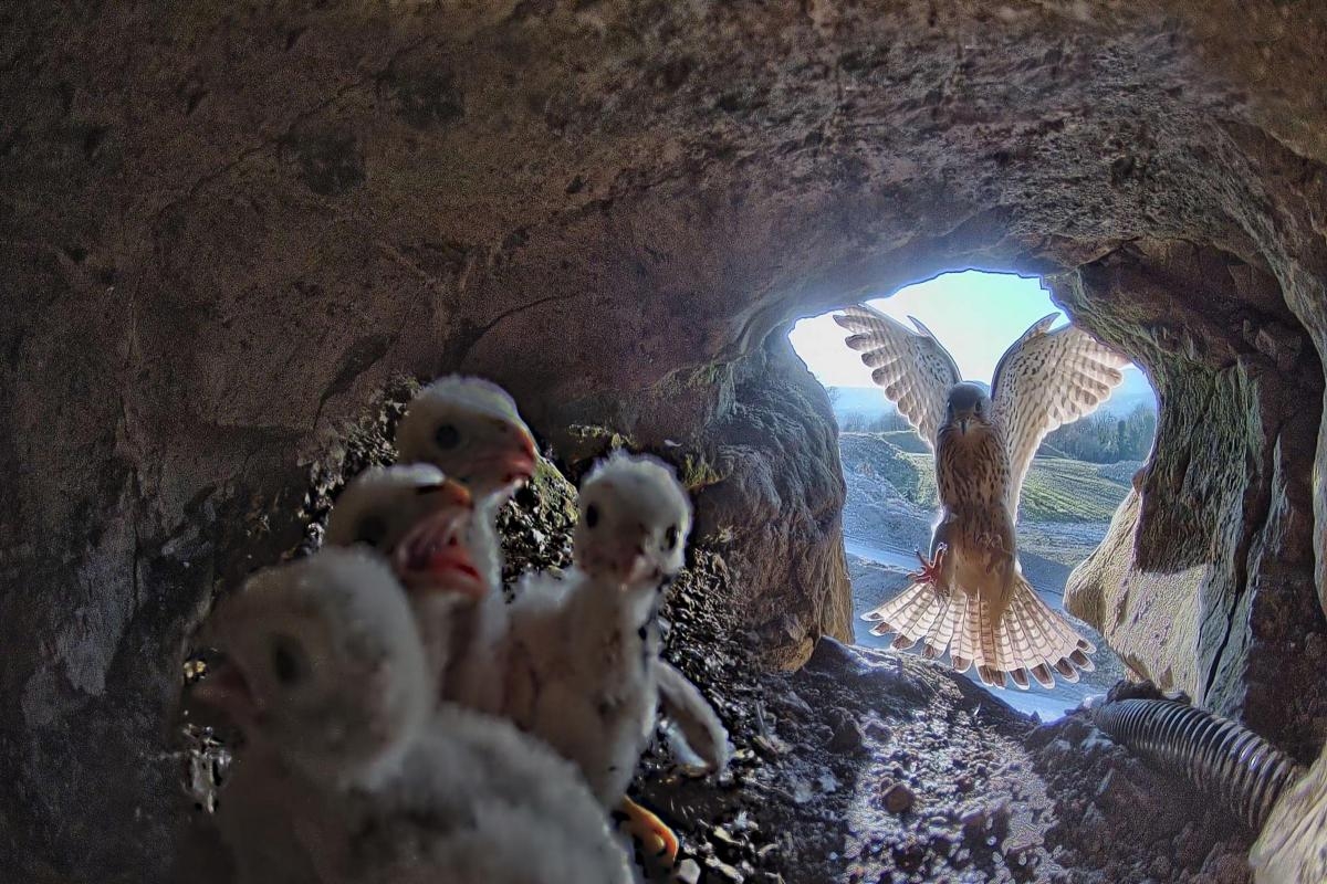 Mannok Kestrel Cam reveals five new arrivals to quarry