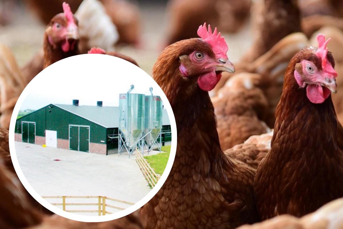 16,000 chickens to be culled amid suspected bird flu outbreak
