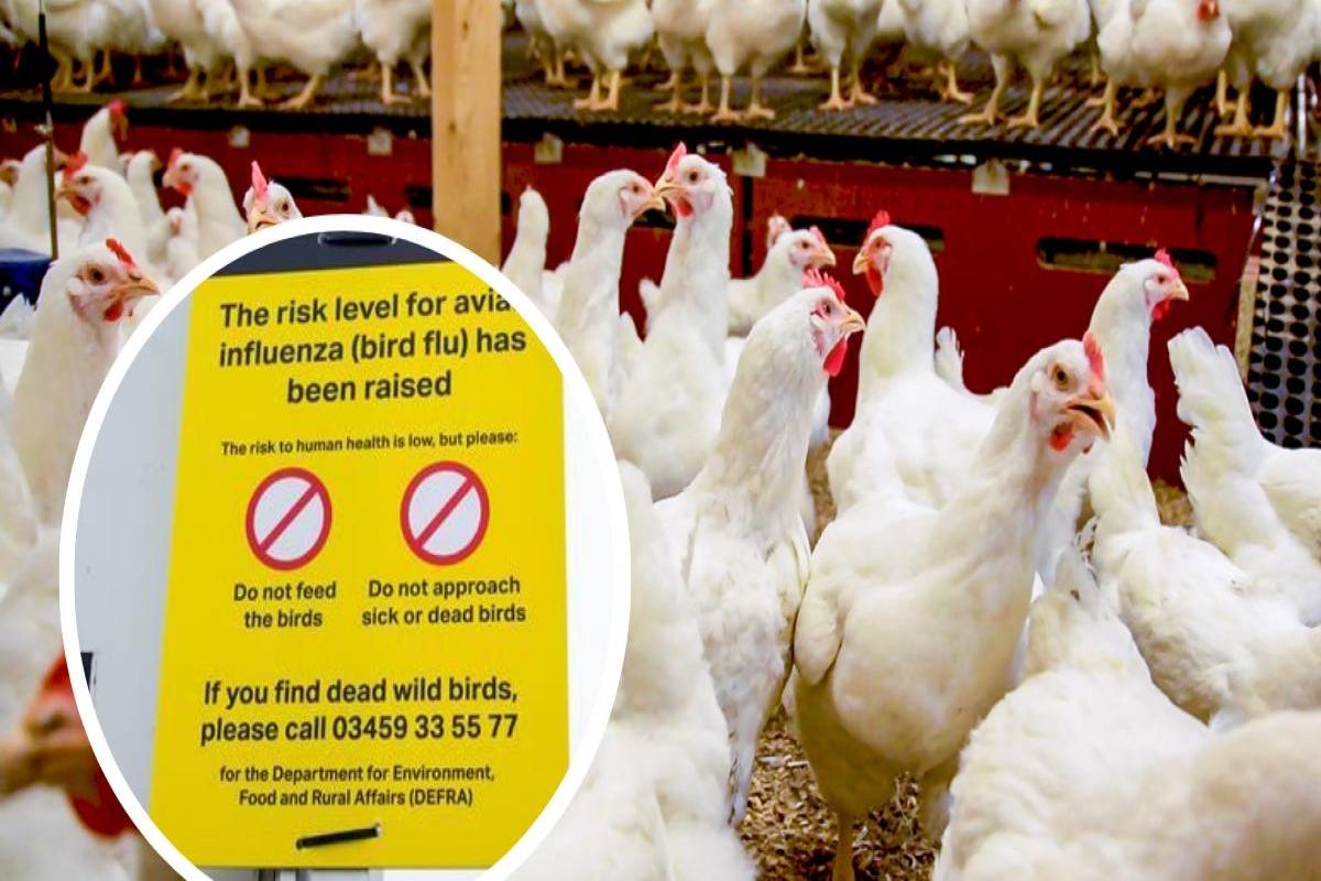 Bird Flu: Ban on poultry gatherings to be lifted this Saturday
