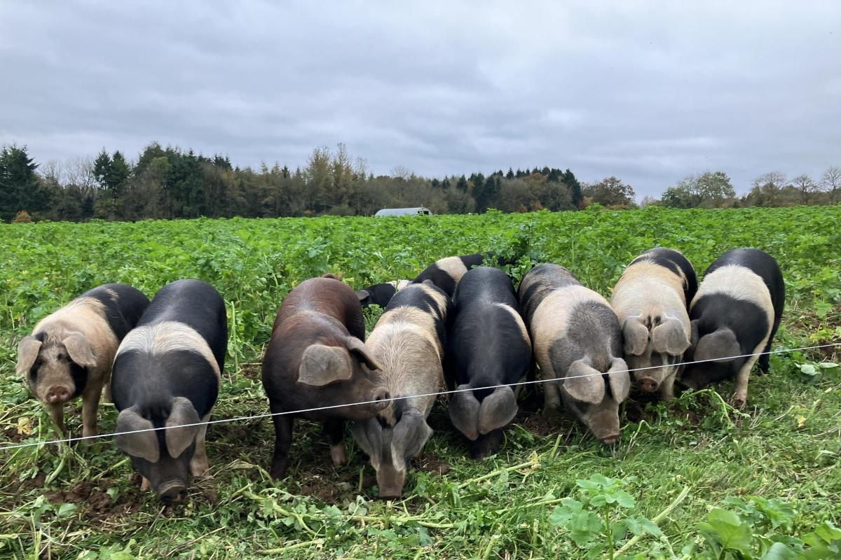Farmers look at organic farming in the Cotswolds