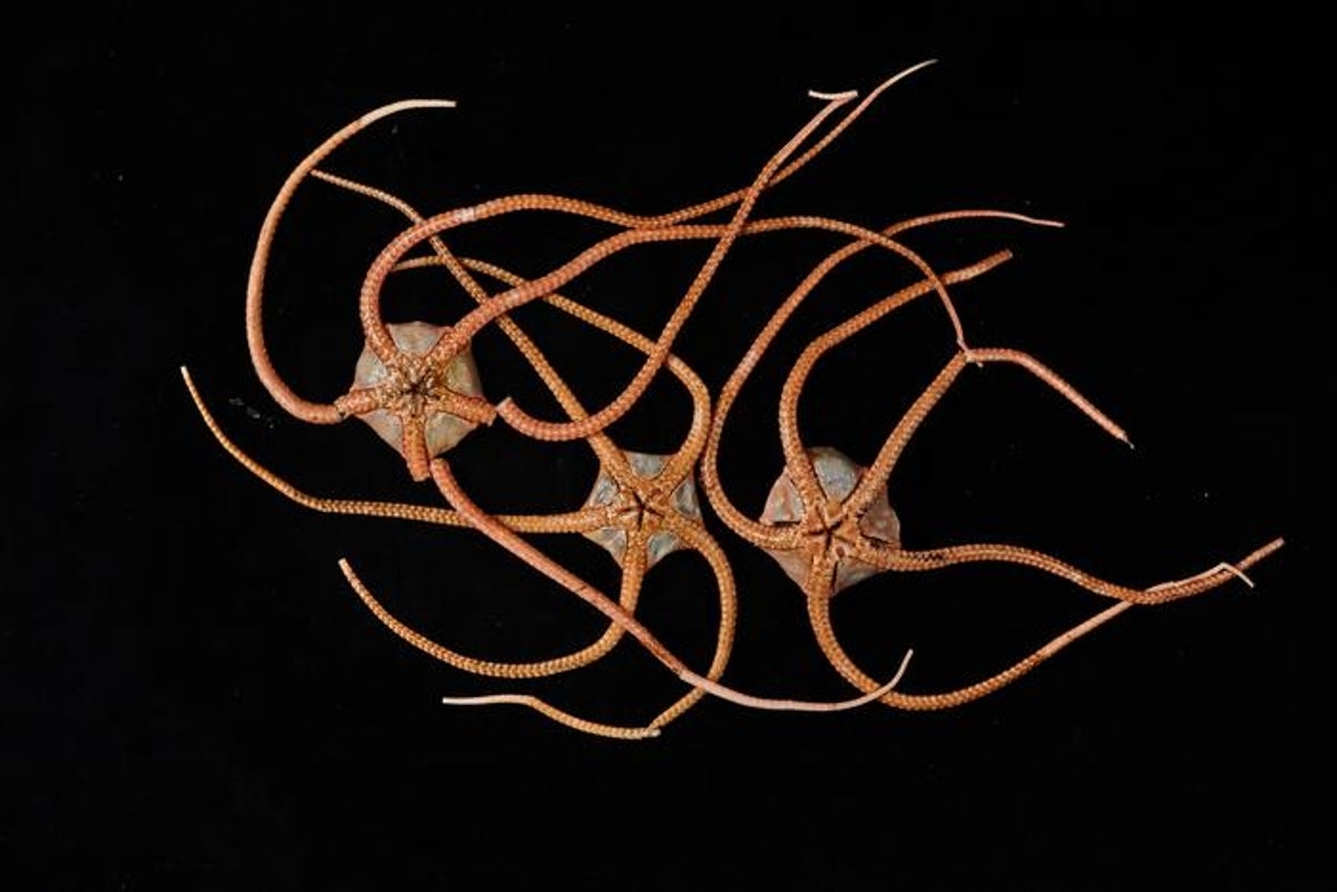 Deep-sea creatures are interconnected across globe via hidden ocean ‘superhighway'