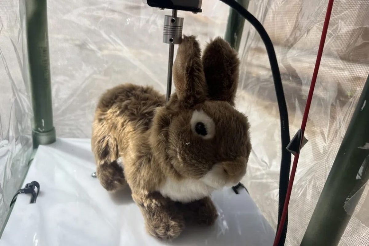 Remote-controlled robot rabbits are being used to help solve Florida's python problem