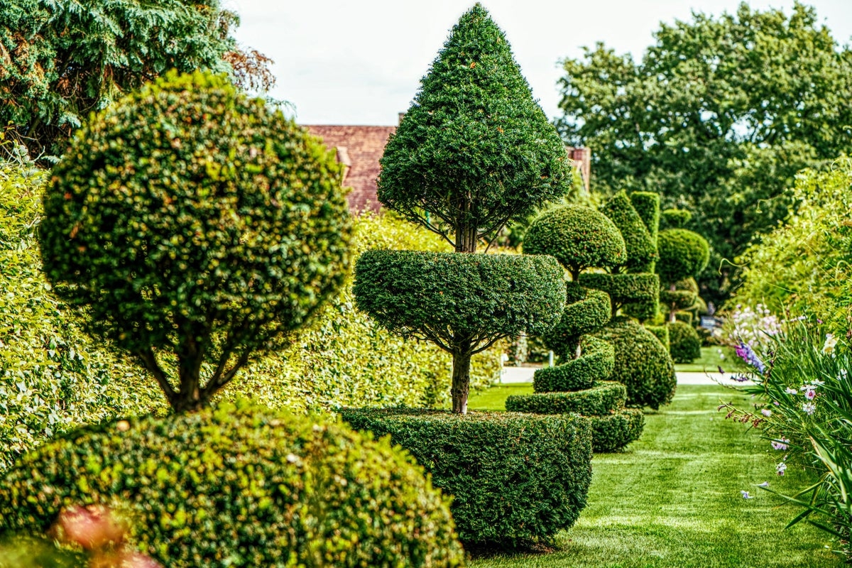 Ever wondered how to shape your evergreens? Experts share their tips
