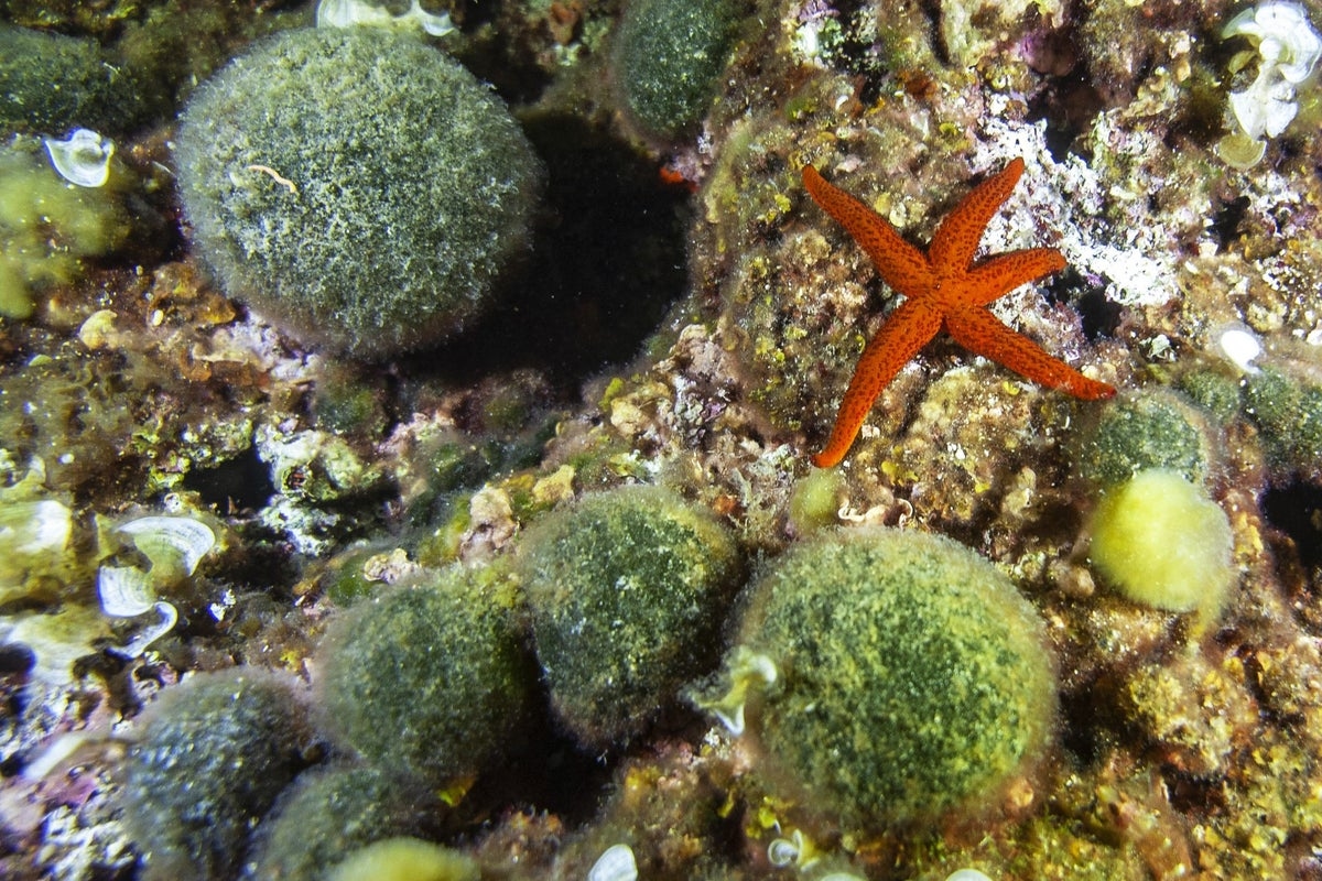 How a livestream from the bottom of the ocean became the latest social media hit