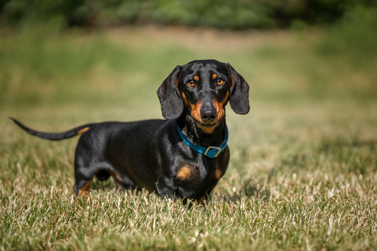 Miniature dachshund that would ‘never leave' owner's side found alive 16 months after being lost in wilderness