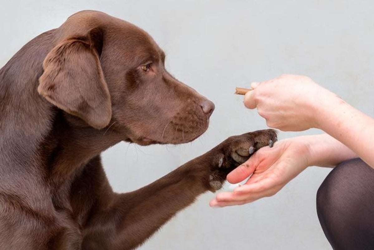Scientists discover same ‘hungry genes' make humans and labradors fat
