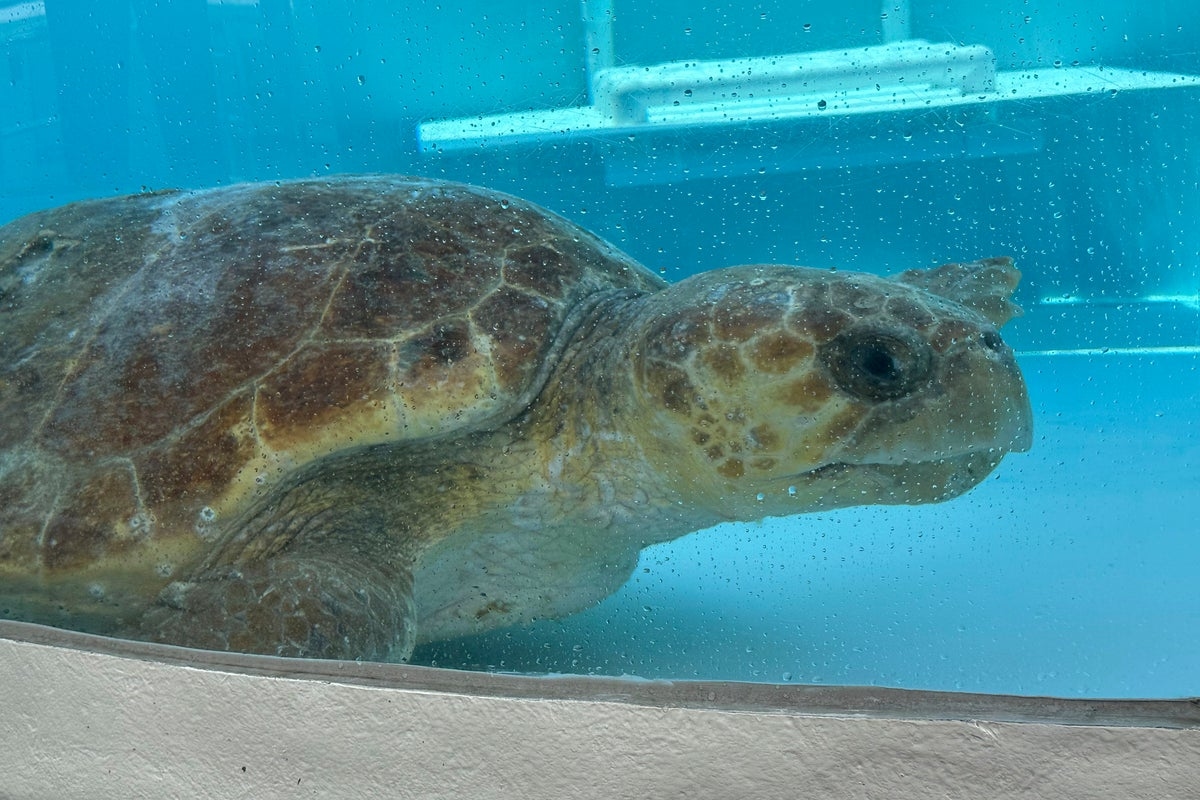 Pregnant sea turtle returns to the ocean off Florida after treatment for a boat strike