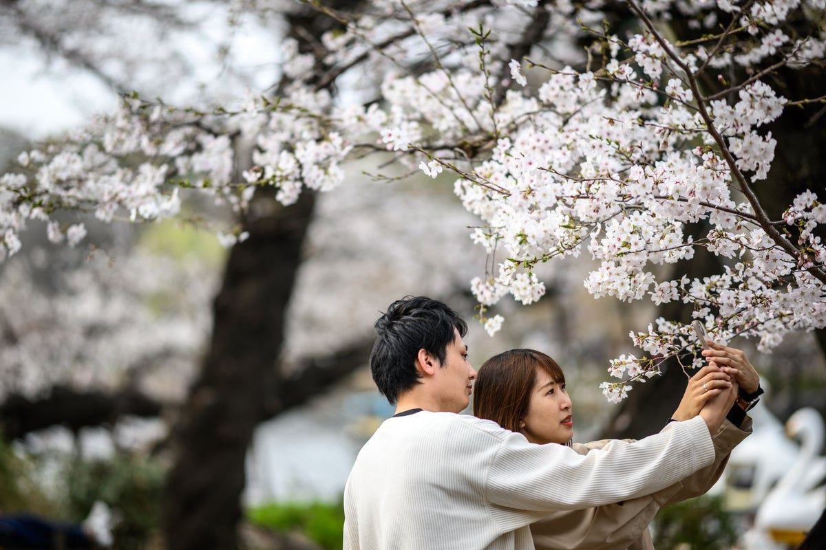 Watch live: Tokyo crowd gathers to see cherry blossoms before full bloom