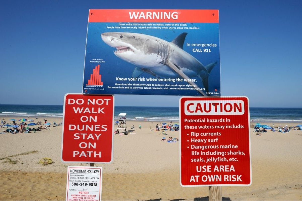 New AMBER alert-like system would send alerts to people's phones when a shark is nearby