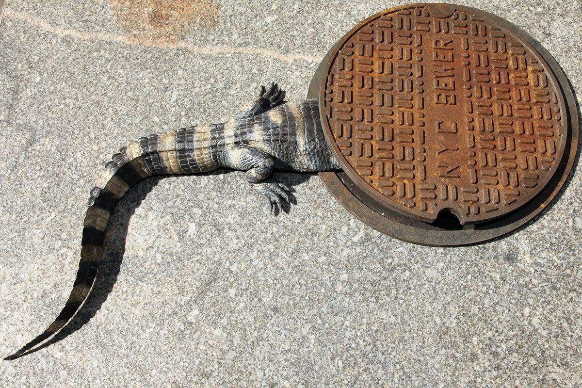 Scientists ‘surprised' to find abundance of alligators in city's sewer system