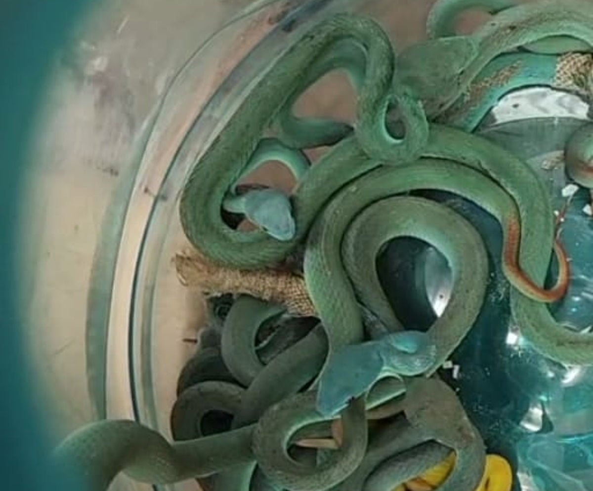 Indian smuggler caught at airport with 52 live venomous snakes and exotic animals