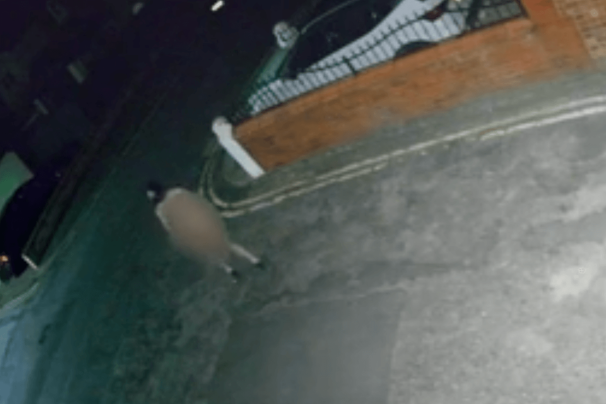 Watch: ‘Concerning' video of masked naked man walking street at night investigated by police