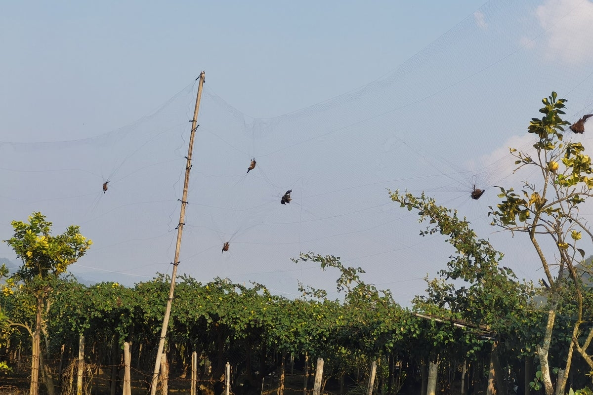 Scientists raise ‘urgent concerns' over new bat viruses discovered in China