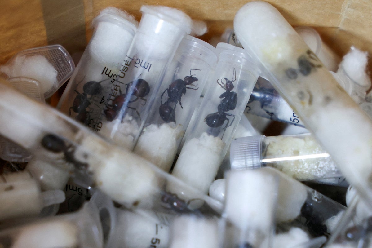 Ants are at the centre of a new crime ring threatening Europe: ‘It's like cocaine'