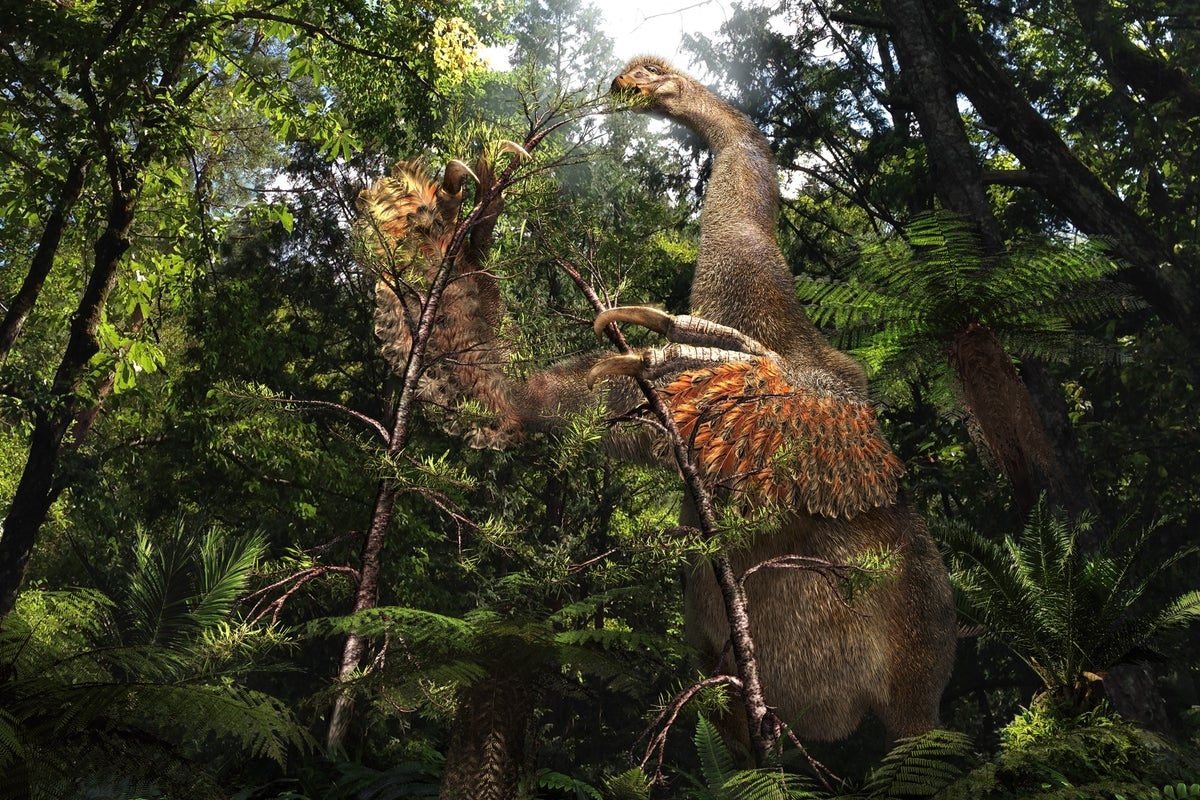Bizarre ‘exquisitely preserved' two-clawed dinosaur found in China