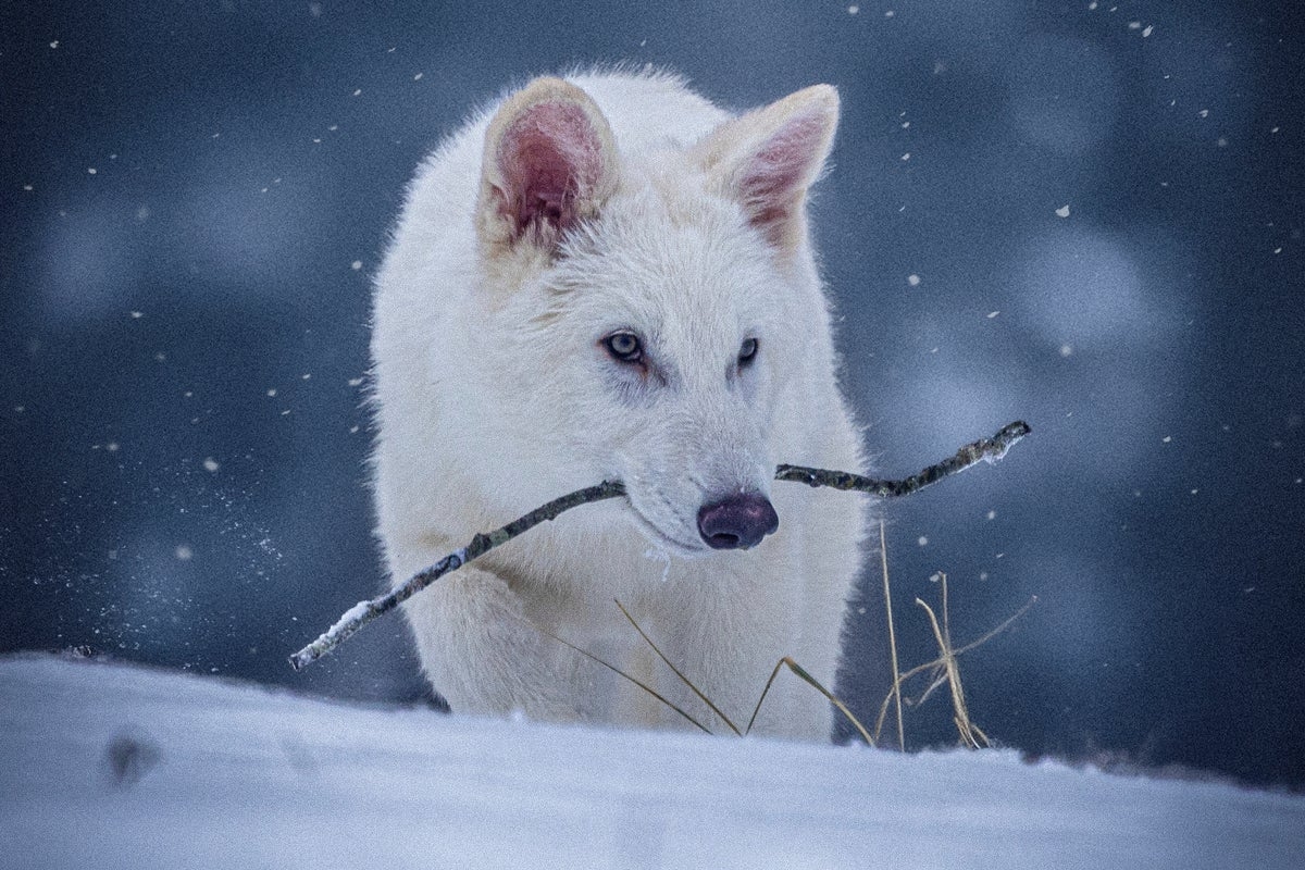 Scientists bring dire wolf species back from extinction after 10,000 years