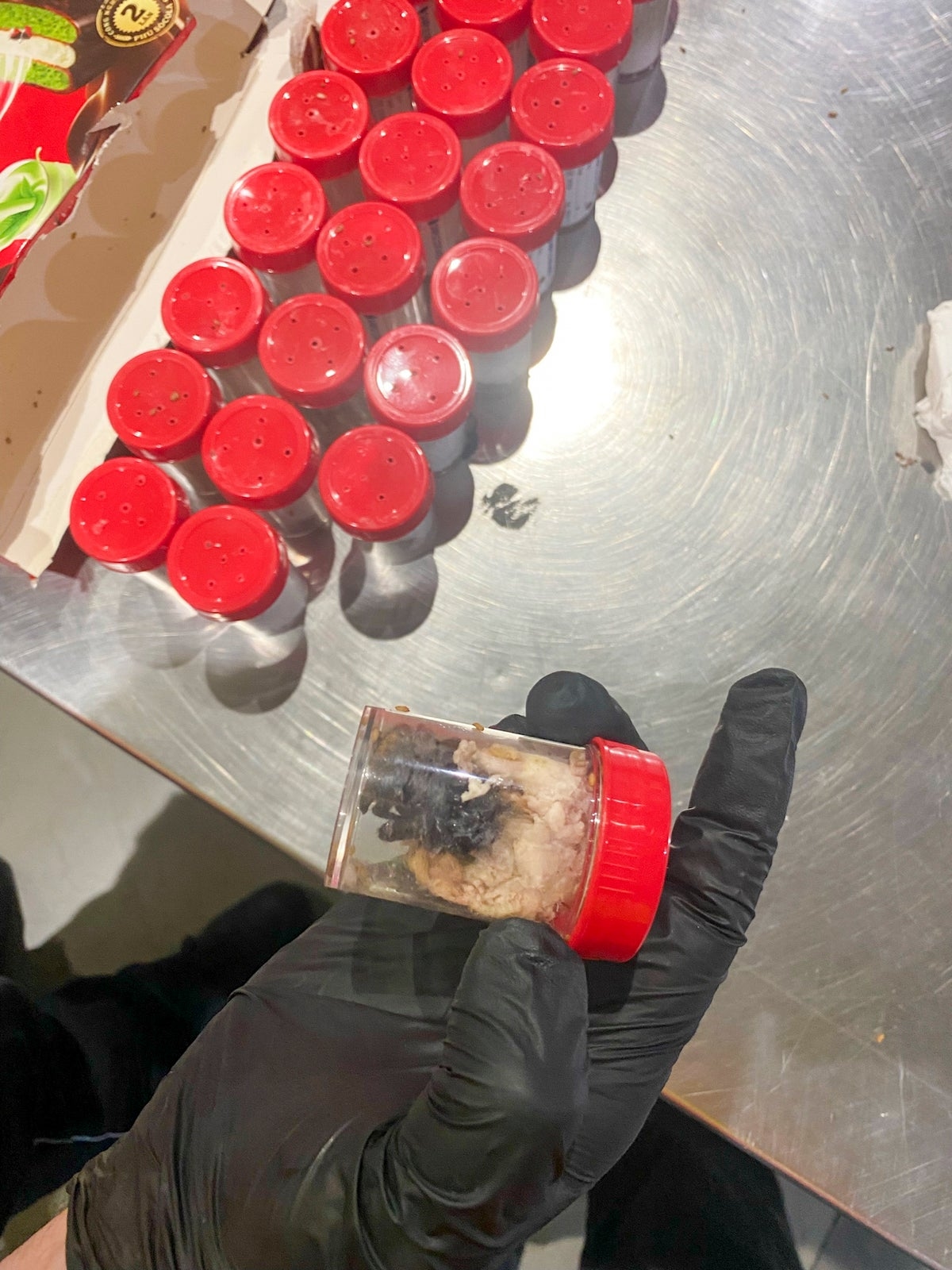 1,500 tarantulas seized at airport after being smuggled in chocolate spongecake boxes