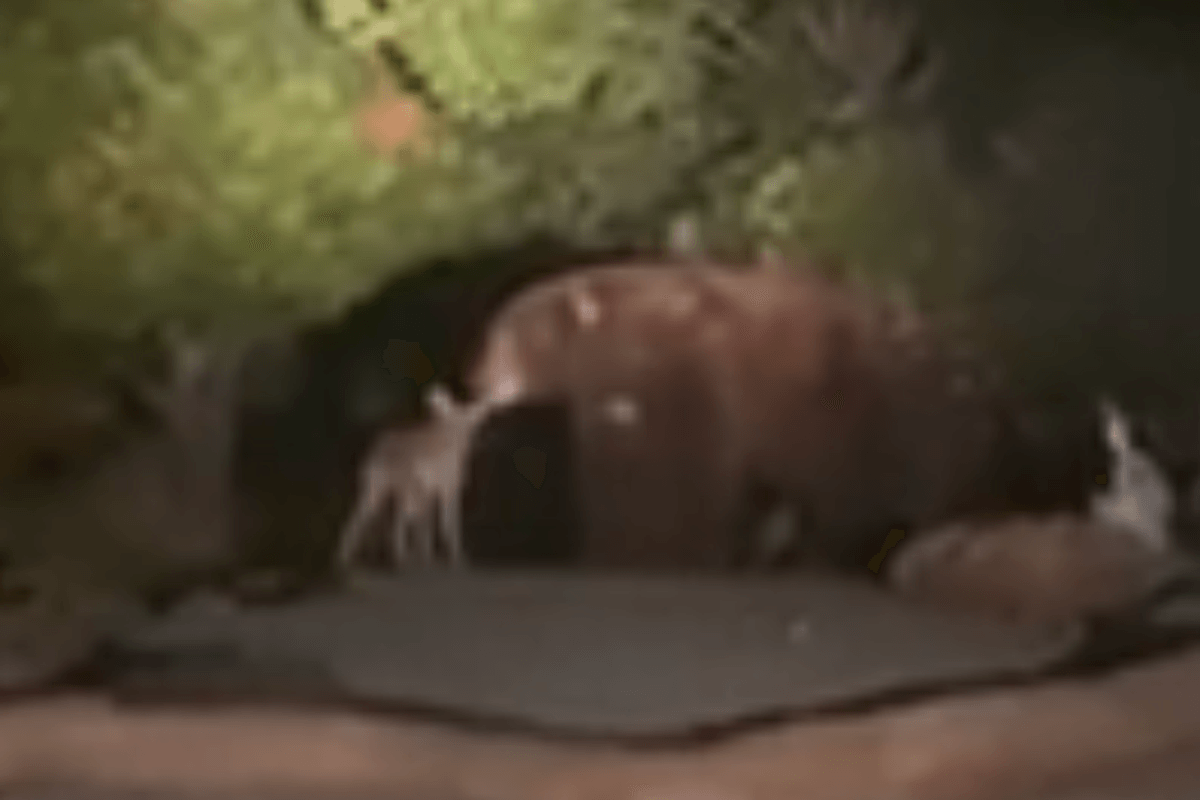 Bear spotted making friends with coyote in California
