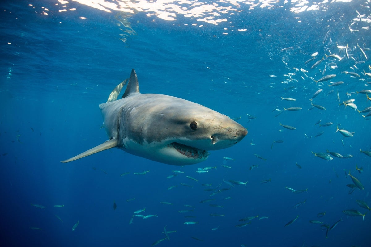 Large great white shark spotted swimming close to Santa Monica pier