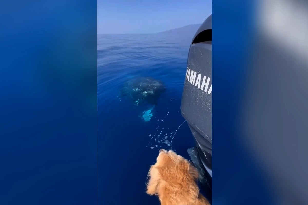 Watch: Dog's barking sparks heartwarming whale encounter off Hawaii coast