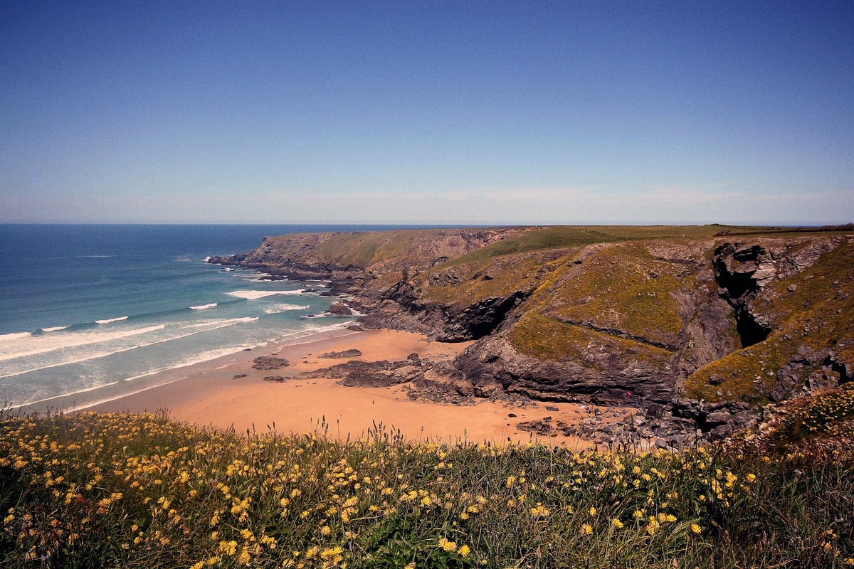 Police investigate after sheep chased to death off cliff in Cornwall