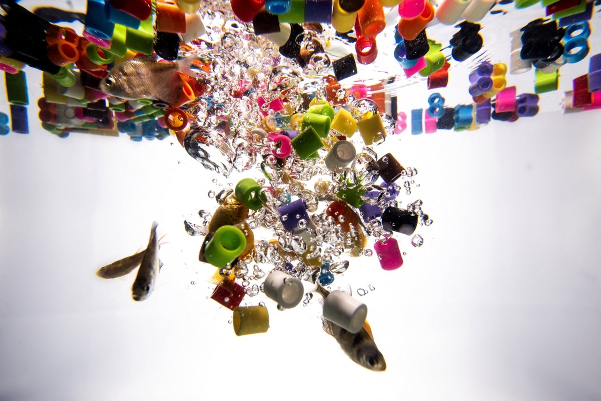 Common bacteria could turn plastic waste into painkillers, study finds