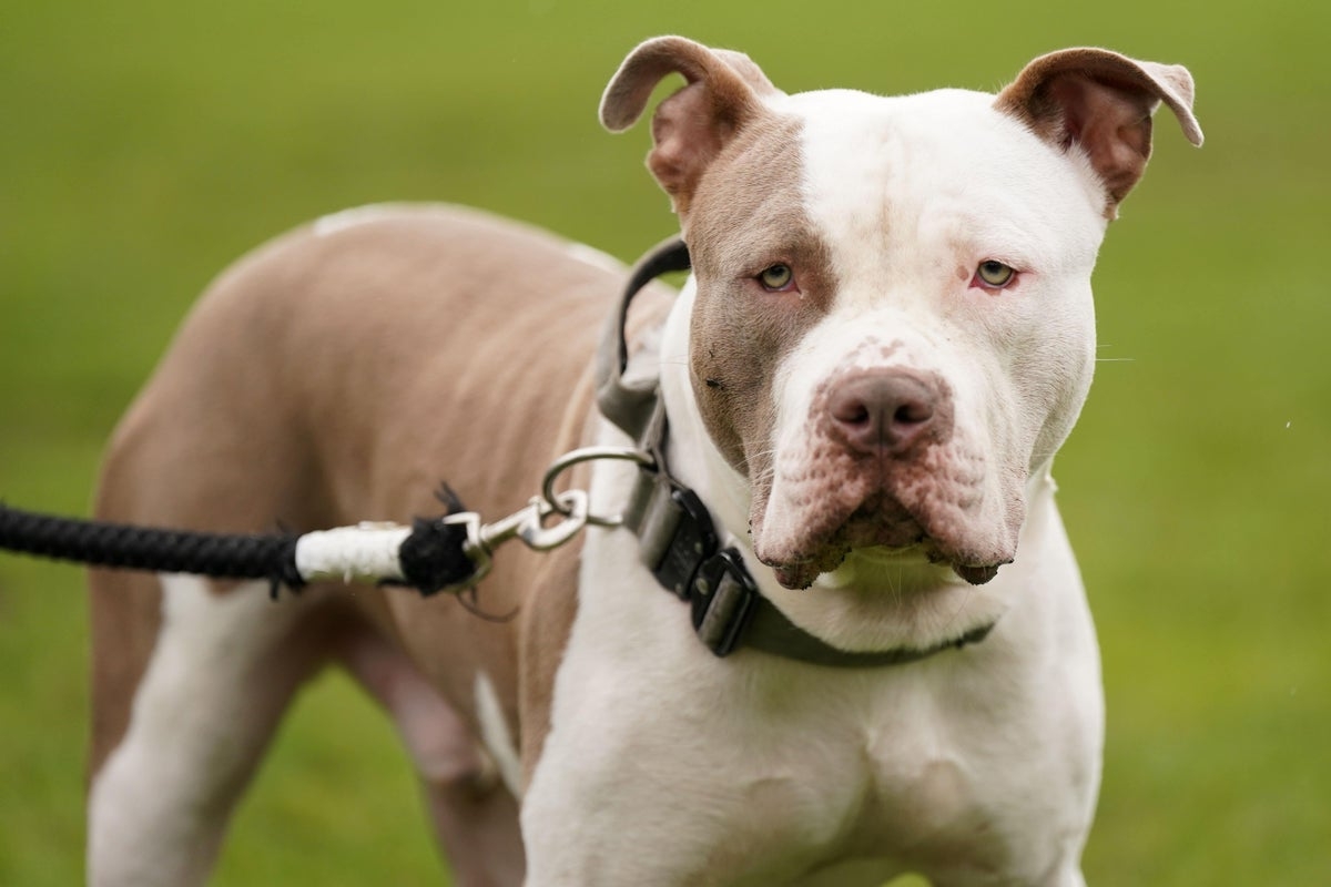 Police forced to shoot XL bully dogs 19 times to stop vicious attack on 84-year old man