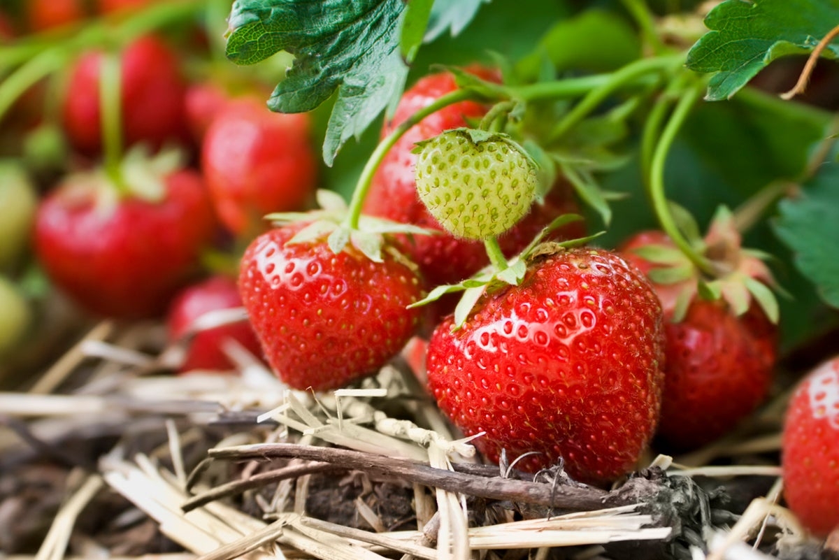 ‘We've never seen anything like it': Surprise for shoppers buying supermarket strawberries